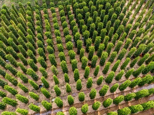 Pepper Cultivated Area In Vietnam And Other Countries Around The World